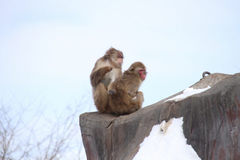 釧路市動物園　釧路　観光　地　スポット　見どころ　名所　おすすめ　旅行　北海道　道東