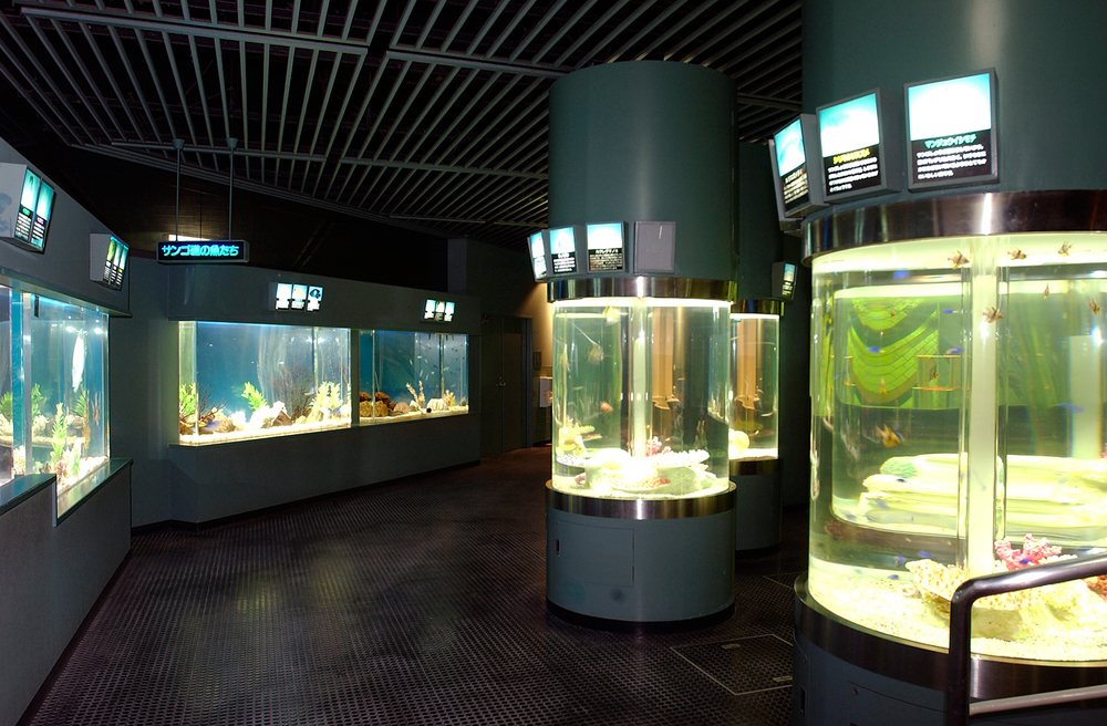 サンピアザ水族館　北海道　札幌　穴場　観光　スポット　地　おすすめ　旅行　　