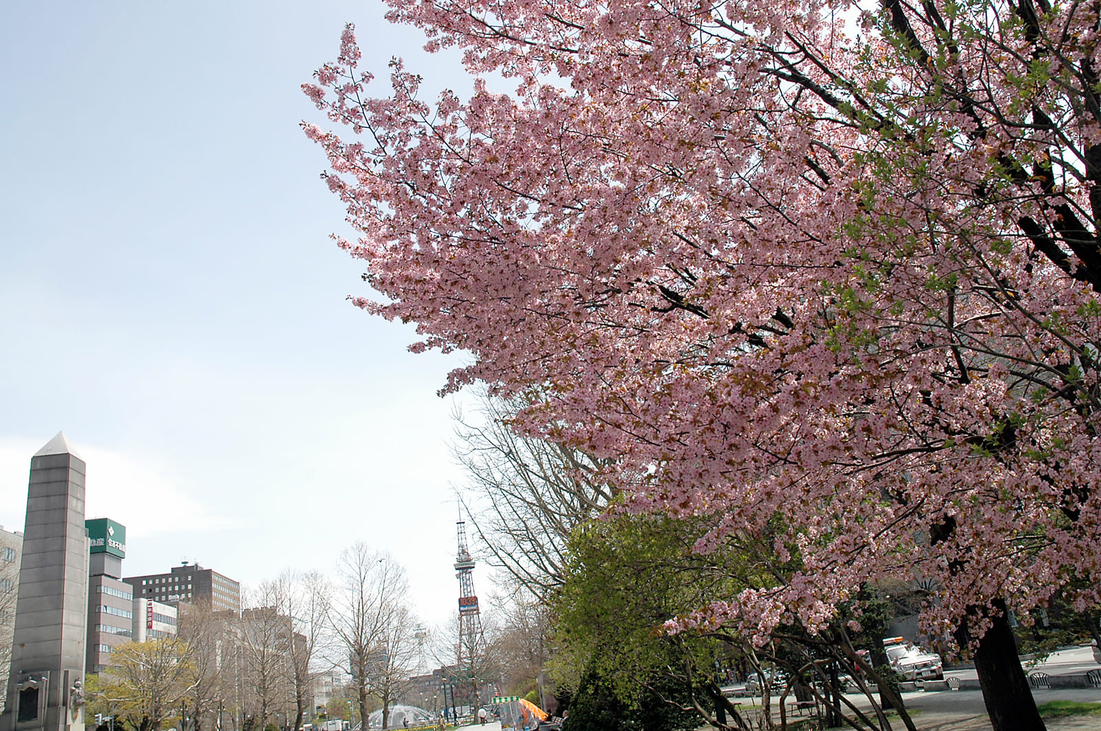 大通公園　札幌　桜　おすすめ　春　北海道　旅行　観光　スポット　5月