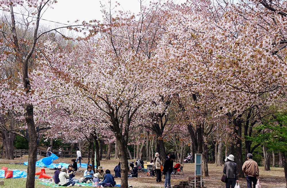 円山公園　桜　北海道　札幌　穴場　観光　スポット　地　おすすめ　旅行　　