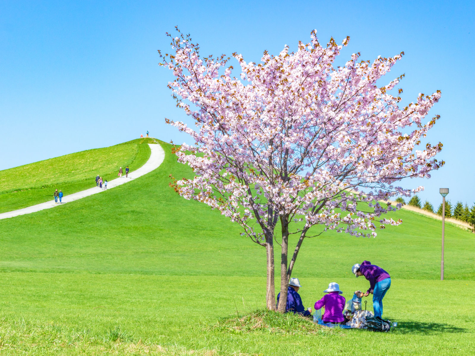 モエレ沼公園　札幌　桜　おすすめ　春　北海道　旅行　観光　スポット　5月