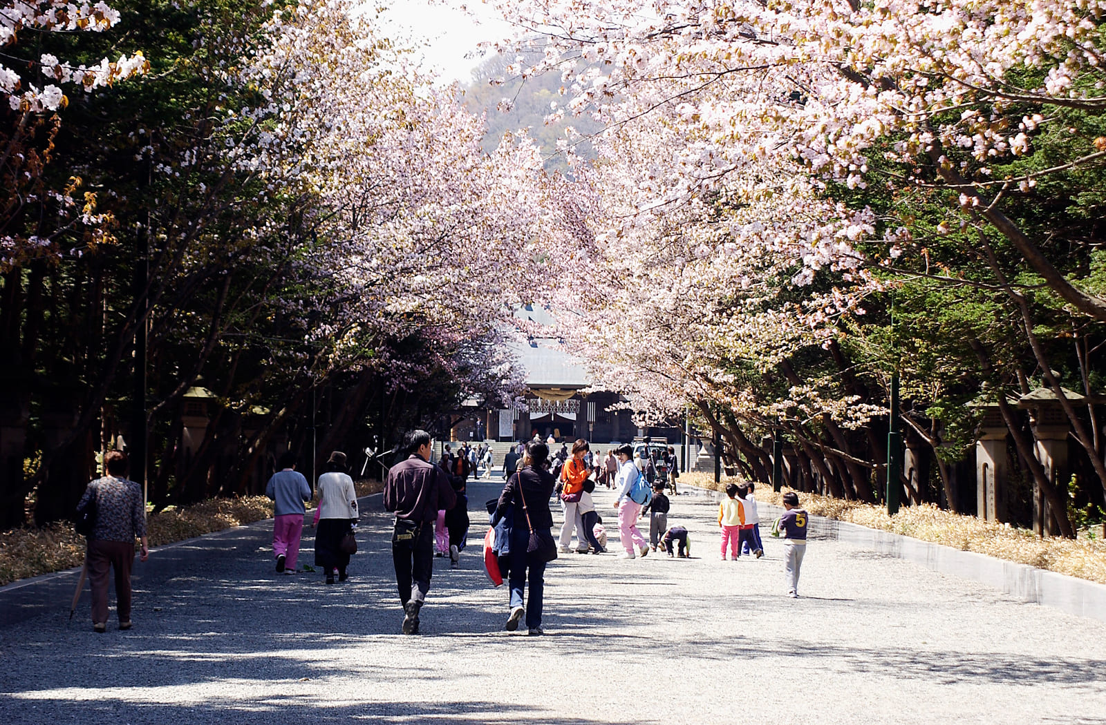 北海道神宮　札幌　桜　おすすめ　春　北海道　旅行　観光　スポット　5月