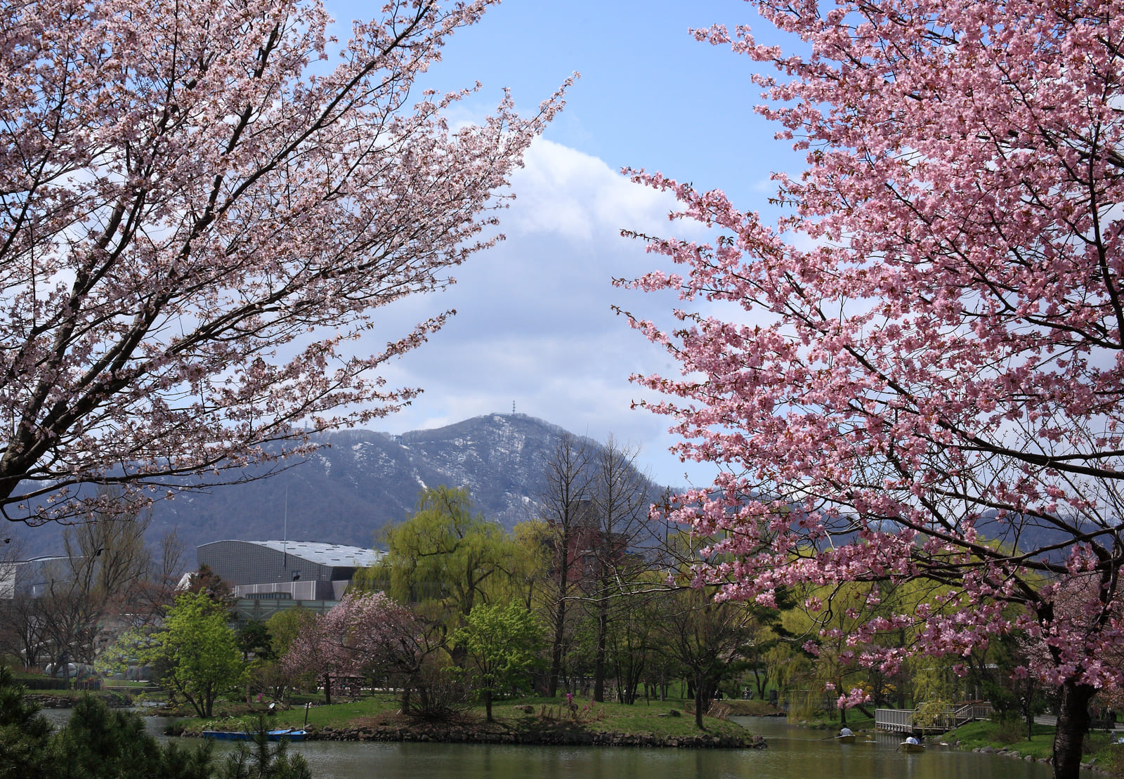 藻岩山　札幌　桜　おすすめ　春　北海道　旅行　観光　スポット　5月