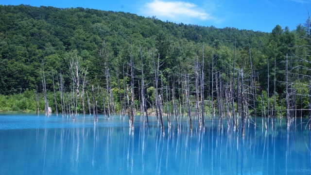 白金青い池　美瑛町　北海道　湖　一覧　旅行　観光　自然　おすすめ　景色