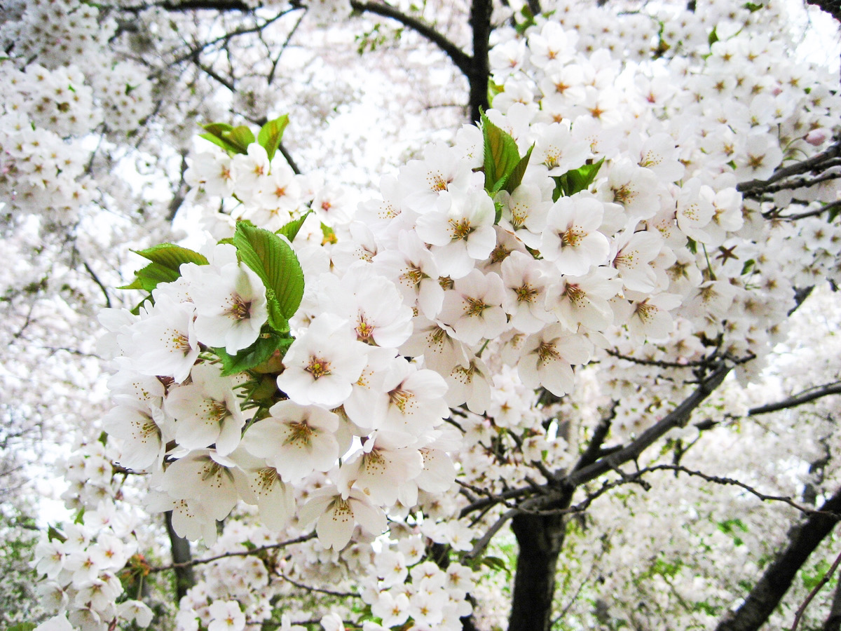 農試公園　札幌　桜　おすすめ　春　北海道　旅行　観光　スポット　5月