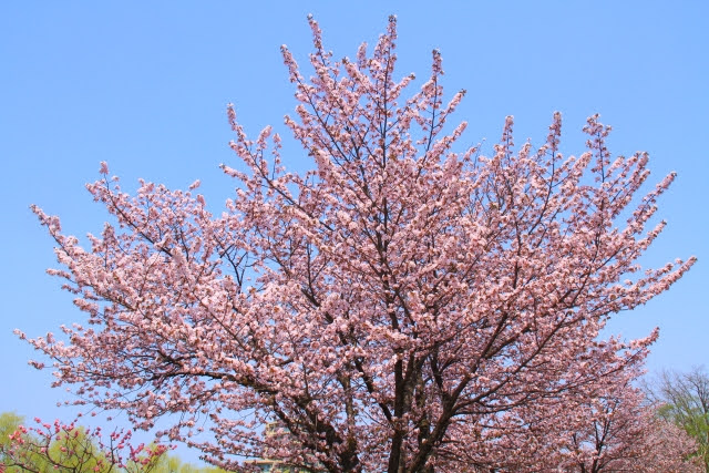 北海道立真駒内公園　札幌　桜　おすすめ　春　北海道　旅行　観光　スポット　5月