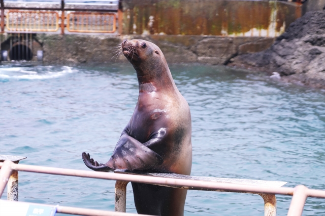 おたる水族館　小樽　観光地　見どころ　スポット　おすすめ　北海道　旅行　道央