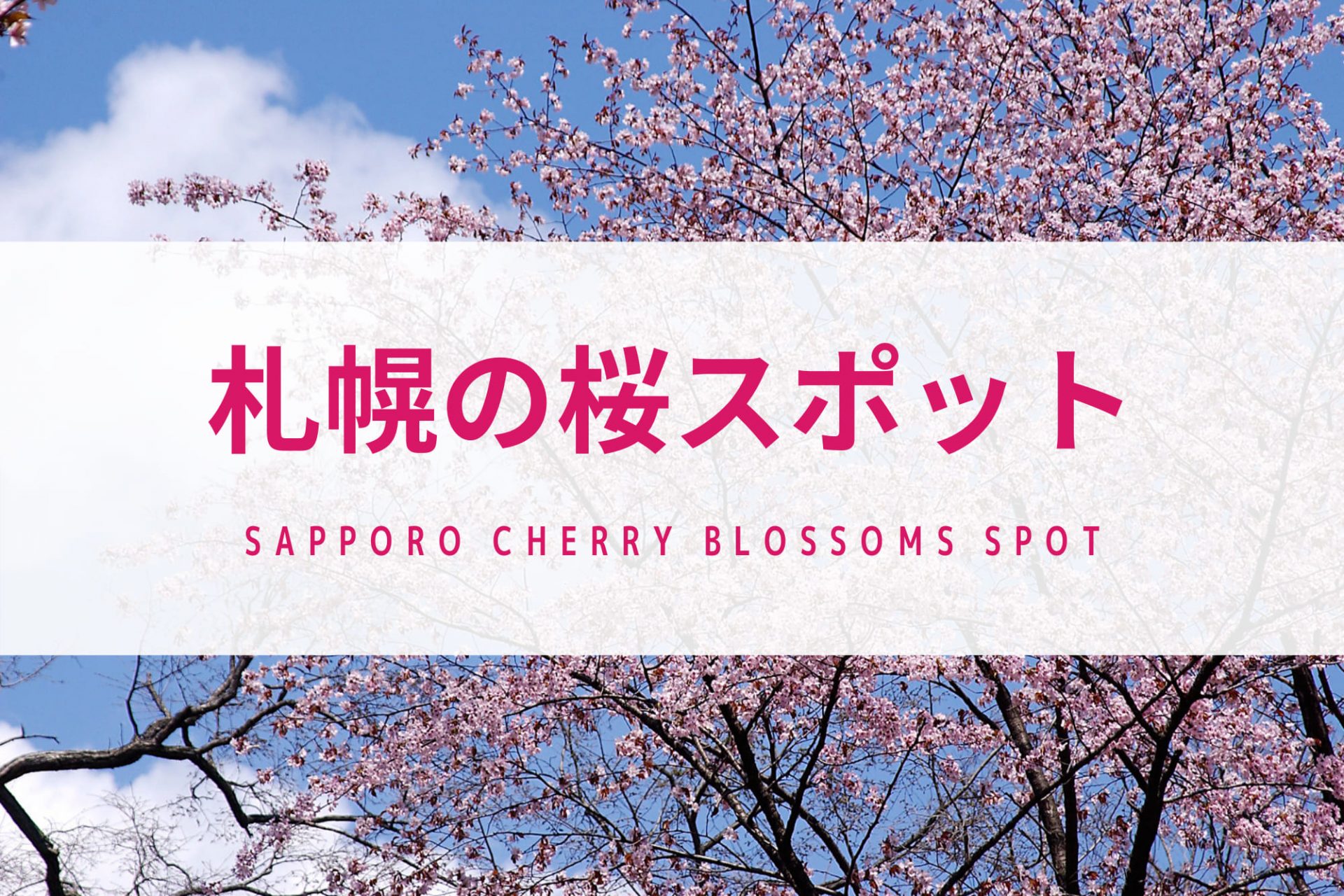 札幌　桜　おすすめ　春　北海道　旅行　観光　スポット　5月