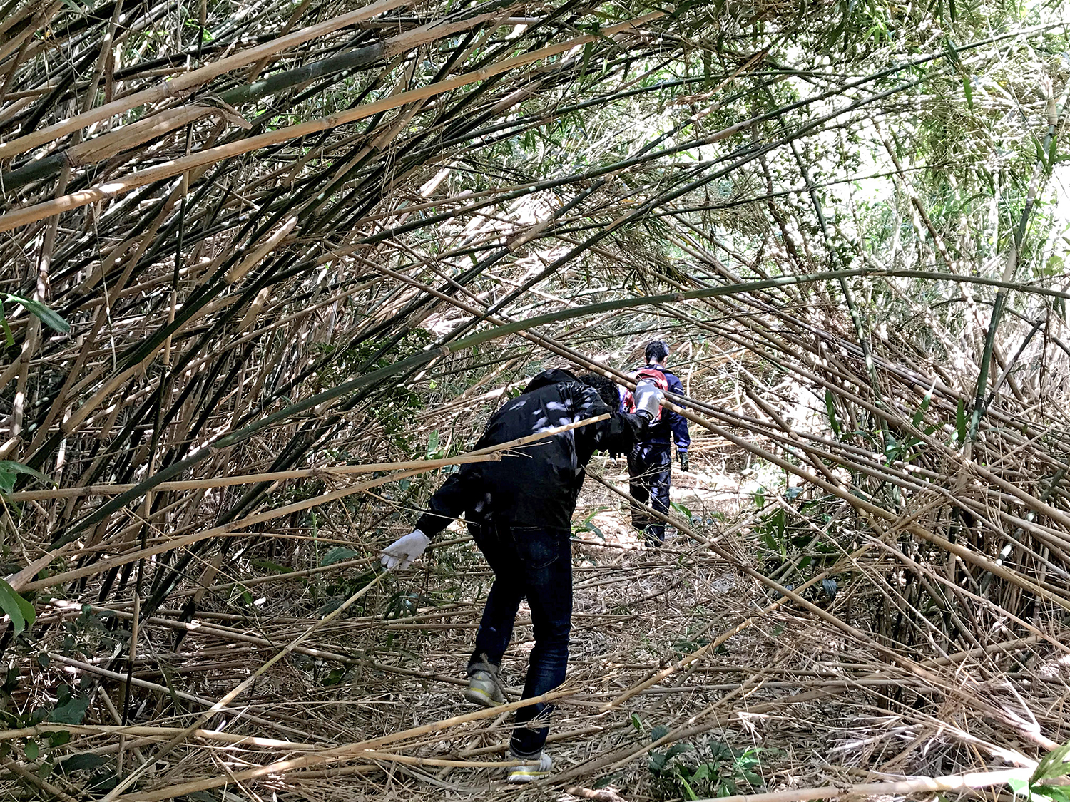 大名竹のタケノコ収穫体験