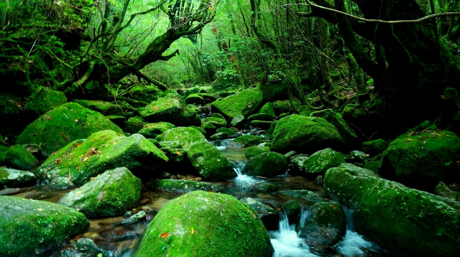 白谷雲水峡　屋久島　鹿児島　絶景　景色　自然　九州　旅行　観光　おすすめ