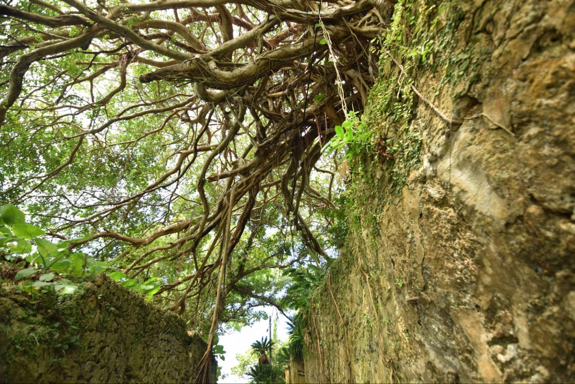 樹齢300年ガジュマル　徳之島　観光　旅行　ツアー　鹿児島県