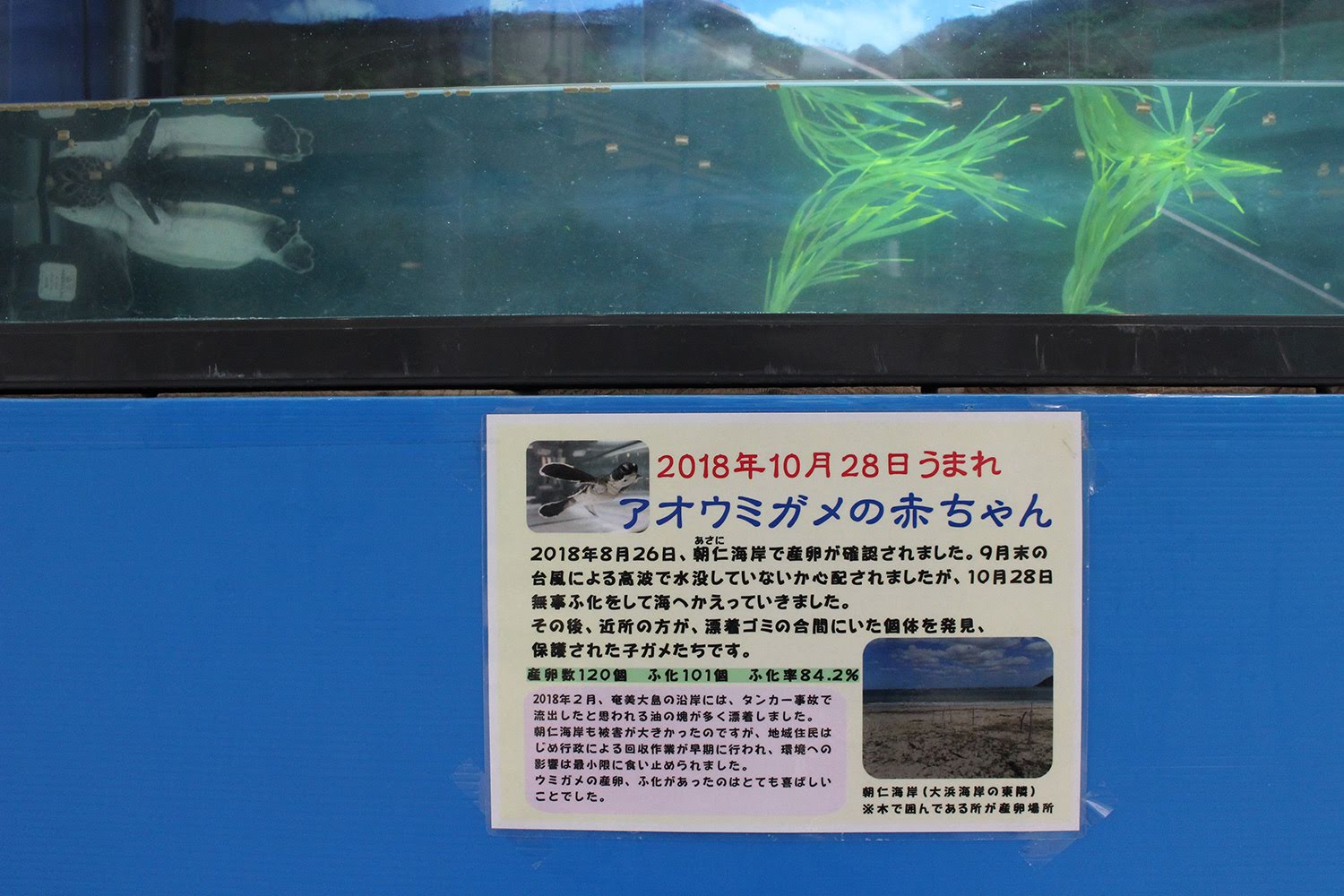 奄美海洋展示館　大浜海浜公園　ウミガメ