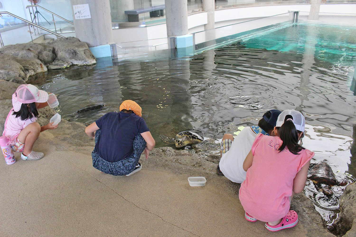 奄美海洋展示館　大浜海浜公園　ウミガメ