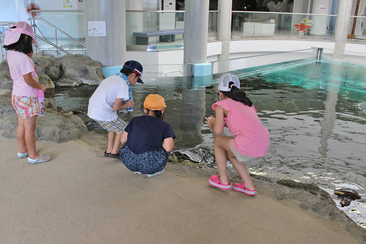 ウミガメ　エサやり　奄美海洋展示館　大浜海浜公園　ウミガメ
