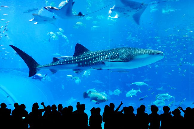 (未使用･未開封品)　An Aquarium−水族館　〜沖縄美ら海水族館〜 ブルーレイ f4u0baa An Aquarium －水族館 － 沖縄美ら海水族館 ブルーレイ -NHK