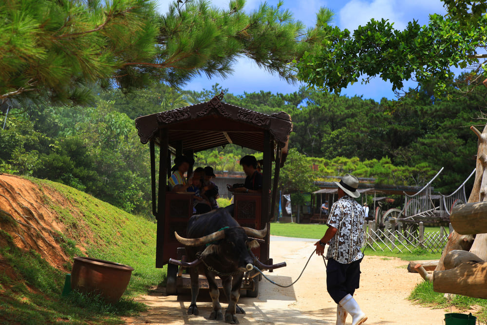 ビオスの丘　うるま市　沖縄　中部　観光　スポット　おすすめ　旅行