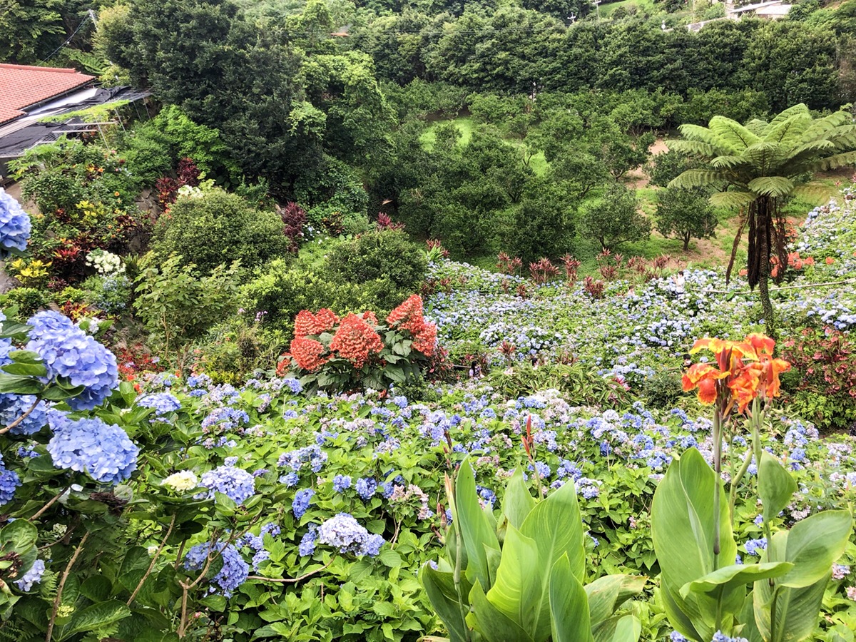 「よへなあじさい園」で雨の沖縄も楽しむ