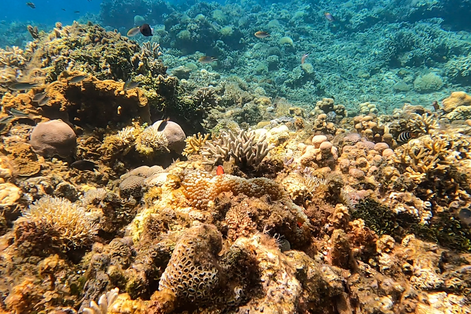 座間味島の海は自然豊かで、珊瑚や様々な熱帯魚と出会うことができます。