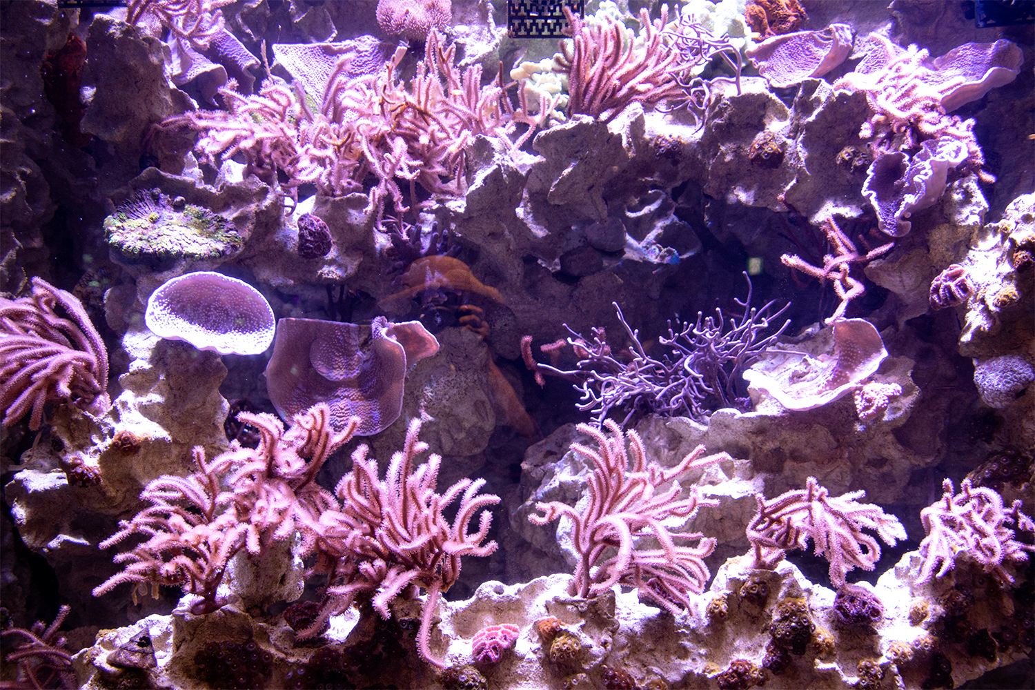 綺麗なピンク色をした珊瑚とイソギンチャク