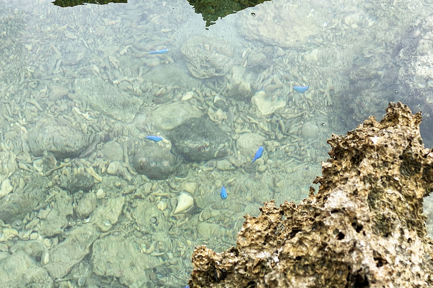 在淺灘悠游的藍刻齒雀鯛