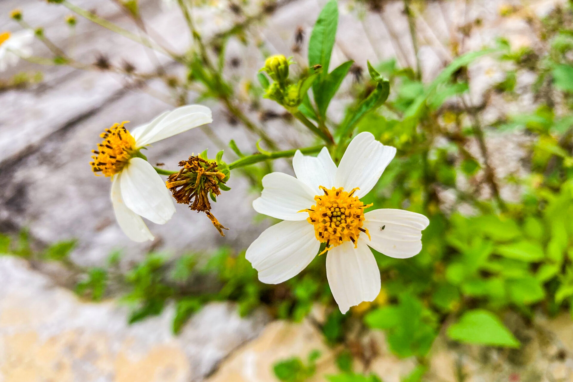 タチアワユキセンダングサ(さし草)
