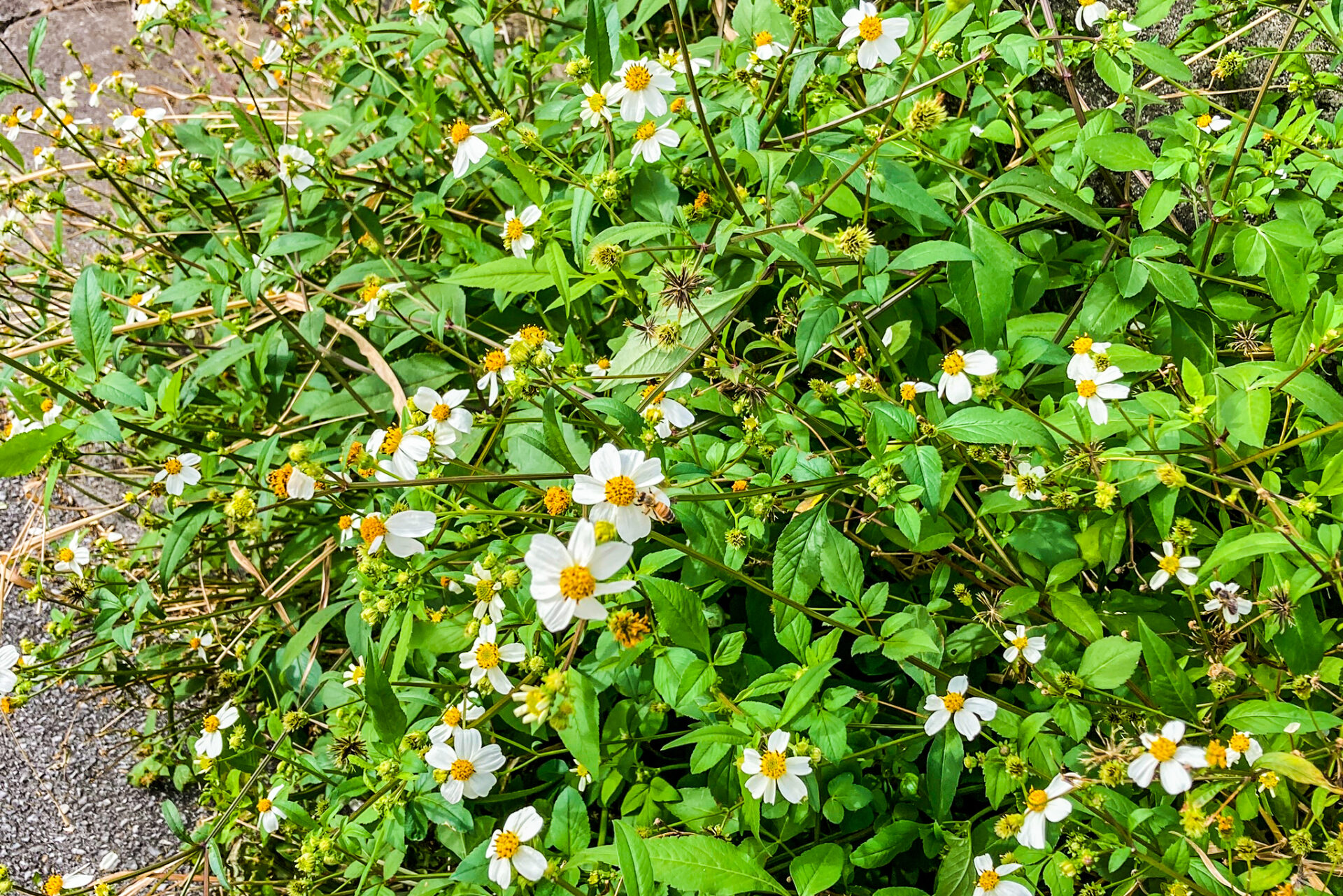 タチアワユキセンダングサ(さし草)
