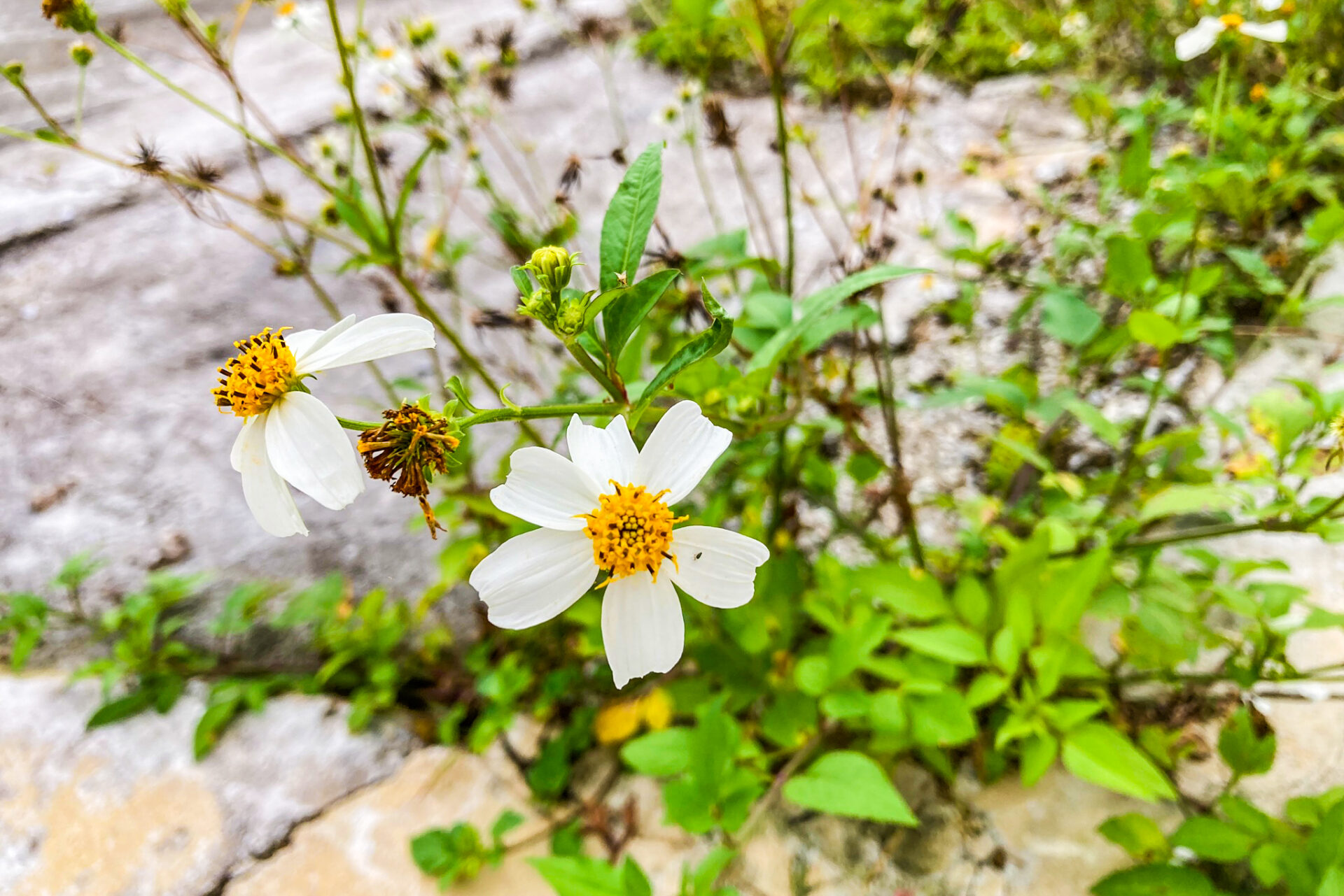 タチアワユキセンダングサ(さし草)