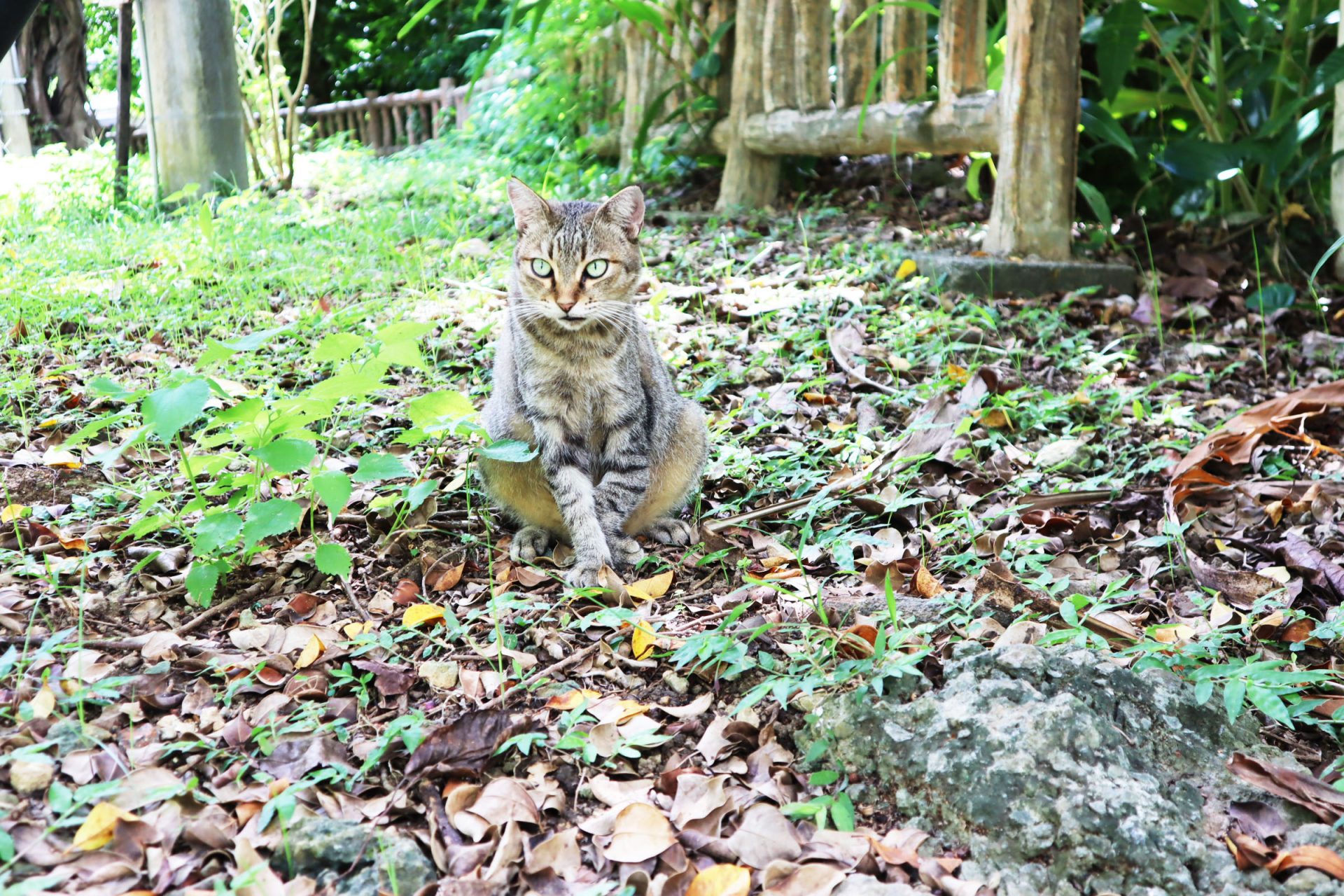 希望ヶ丘公園　国際通り　近く　公園　那覇市　観光　沖縄　旅行　　猫