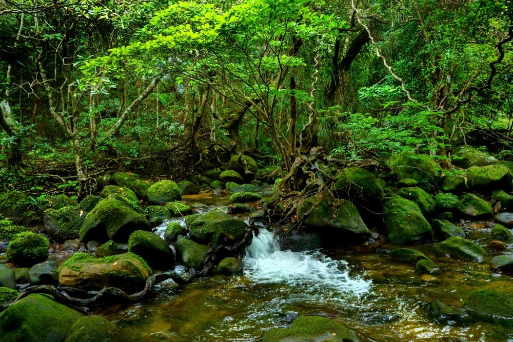 西表島　亜熱帯　自然　観光　旅行　沖縄　おすすめ　離島