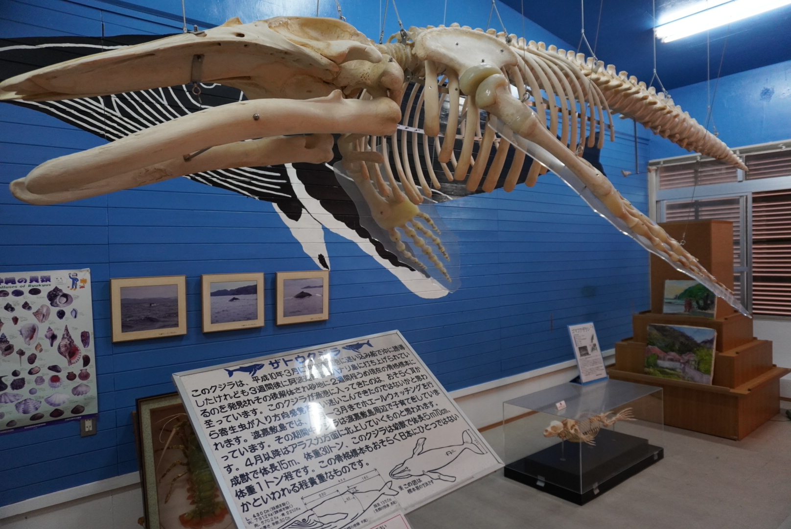 歷史民俗資料館　座頭鯨　骨骼標本　渡嘉敷島　觀光　探險旅遊　JJTour　JUMBO TOURS　慶良間群島　國家公園　沖繩　離島　旅行