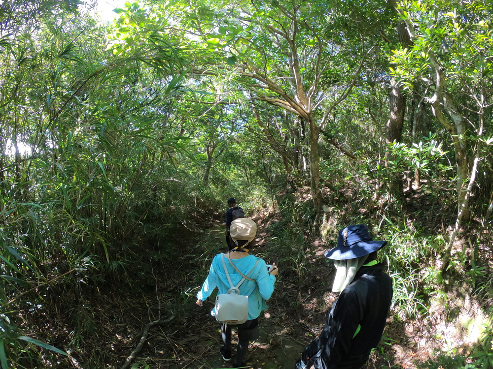 林道　渡嘉敷島　觀光　探險旅遊　JJTour　JUMBO TOURS　慶良間群島　國家公園　沖繩　離島　旅行