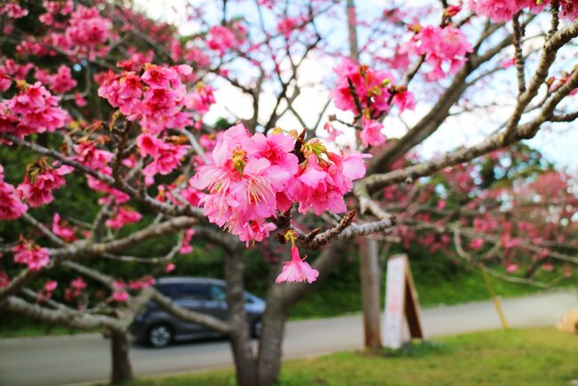 緋寒桜　冬　沖縄　年末年始　正月　ツアー　旅行　観光