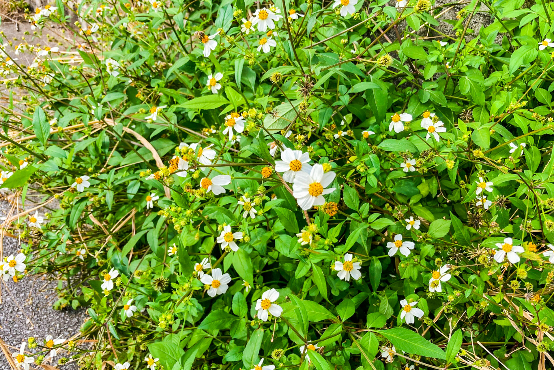 タチアワユキセンダングサ(さし草)