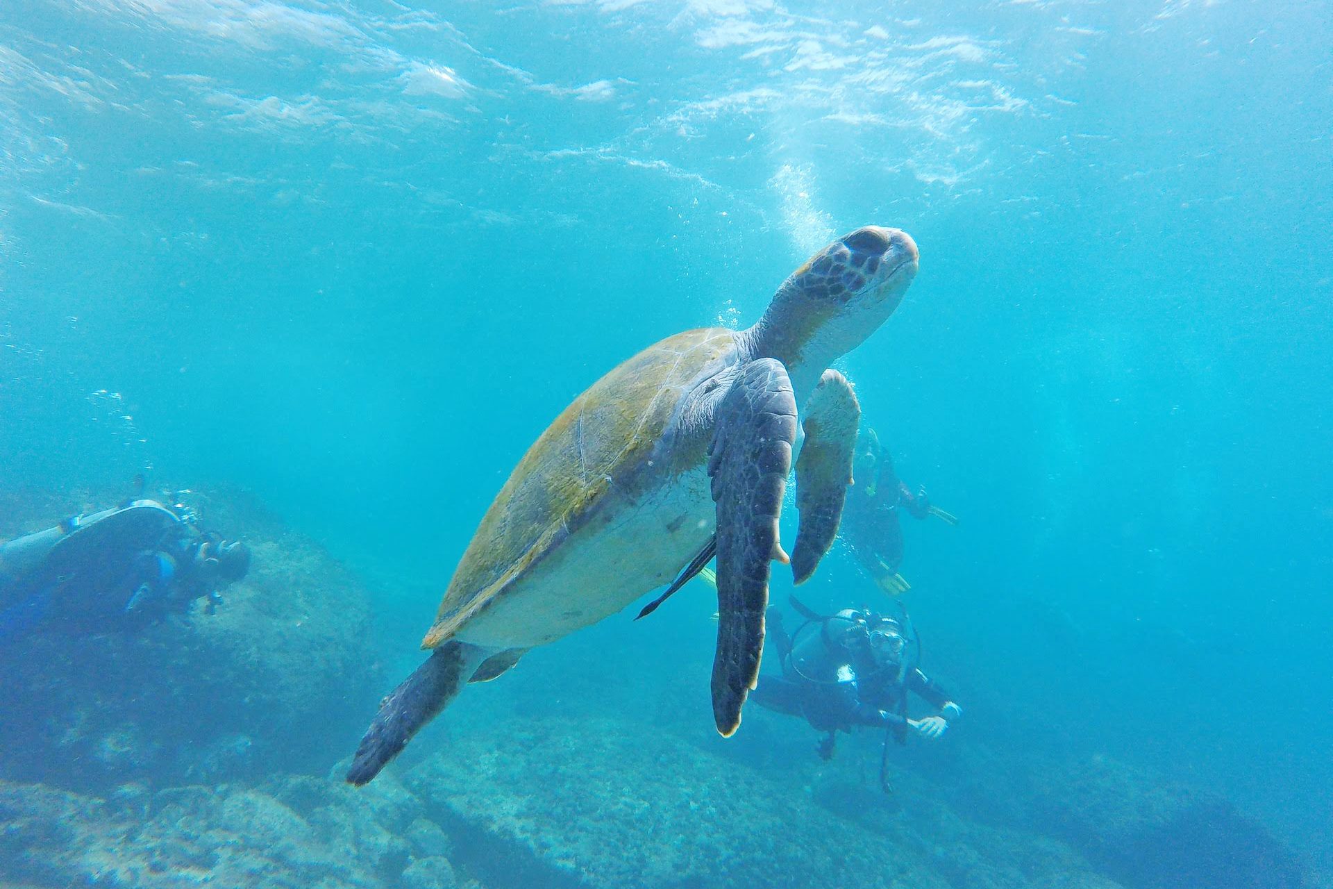 遭遇率90 高確率でウミガメに出会える 宮古島のおすすめアクティビティ 沖縄の観光情報はfeel Okinawa